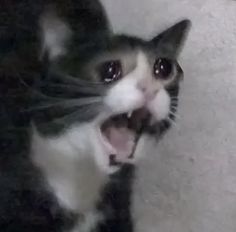 a black and white cat yawning with it's mouth wide open on the floor