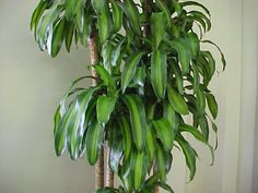 a large potted plant sitting on top of a wooden table next to a wall