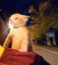 a cat sitting on the back of a person's shoulder in front of a street