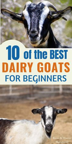 two goats with the words 10 of the best dairy goats for beginners on them