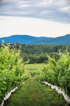 an empty vineyard with mountains in the background