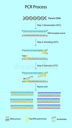 the structure and function of pcr process royalty illustration