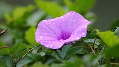 a purple flower with water droplets on it sitting in the middle of some green leaves