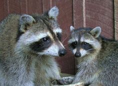 two raccoons are standing next to each other