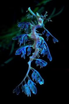 a seahorse is glowing in the dark with its tail hanging down from it's back