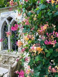 an old building with flowers growing on it's side and a window in the background