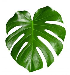 a large green leaf on a white background