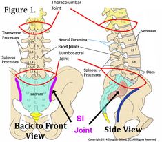 an image of the back to front and side view of a human body with labels on it