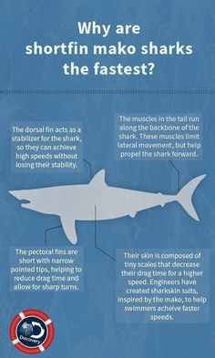 an info sheet with information about sharks