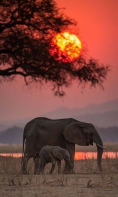 an adult and baby elephant walking in front of the setting sun with a tree behind them