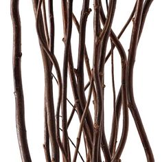 the branches of a tree are brown with no leaves on them, against a white background