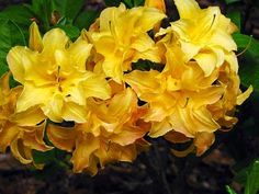 yellow flowers are blooming in the garden