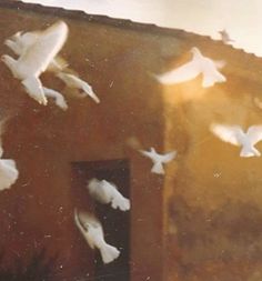 a flock of white birds flying over a brown brick building next to a door and window