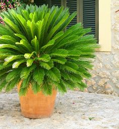 a large potted plant sitting on top of a stone floor next to a window