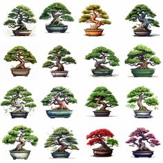 many different types of bonsai trees in pots