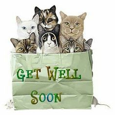 a group of cats sitting in a bag that says get well soon