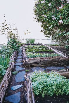 the garden is full of plants and rocks