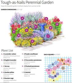 a garden with flowers and plants labeled in the words tough - as - nails perennial garden