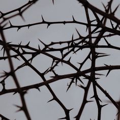 the branches of a tree are silhouetted against an overcast sky