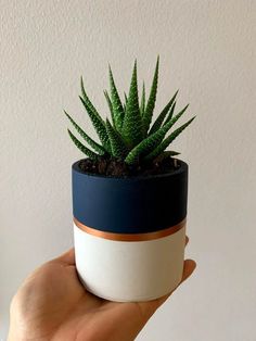 a hand holding a small potted plant in it's left side, with the top half painted white and blue