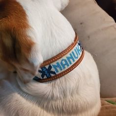 a dog is sitting on the couch with its head down and his collar around it's neck