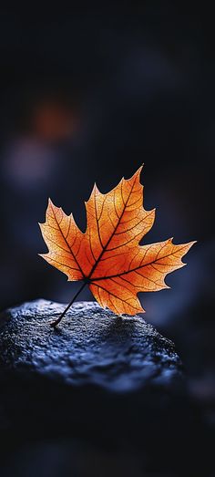 an orange maple leaf floating on top of a body of water in front of a dark background