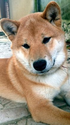 a close up of a dog laying on the ground