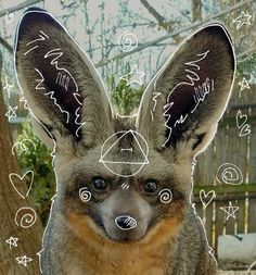 a close up of an animal with many drawings on it's face and ears