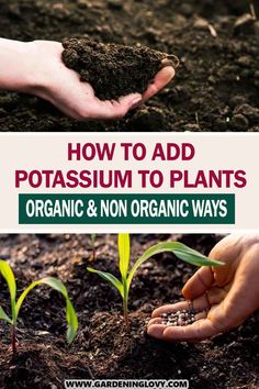 two hands holding soil and plants with text overlay how to add potassum to plants organic & non organic ways