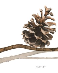 a pine cone sitting on top of a branch