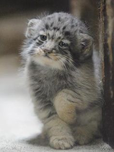 a small gray kitten sitting on the ground