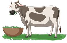 a brown and white cow standing next to a bowl with grass in it's mouth