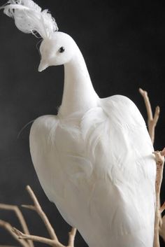 a white bird sitting on top of a tree branch