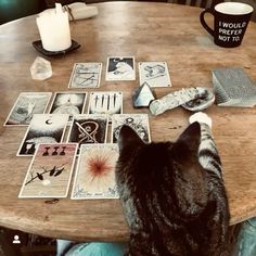 Modern Witch, Season Of The Witch, Witch Aesthetic, Witchy Vibes, Psychic Readings, Coven, Tarot Reading, Tarot Cards, A Cat