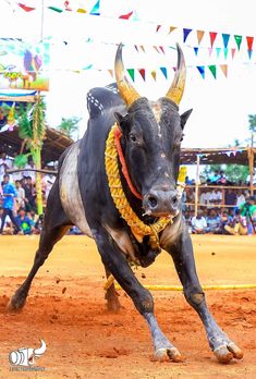 a bull with horns is running in the dirt