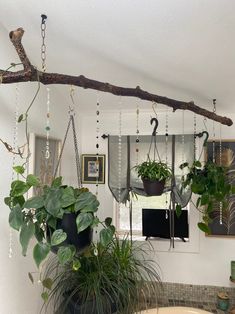 some plants hanging from a tree branch in a room