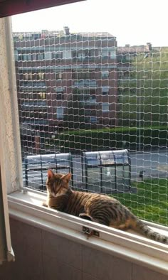 a cat sitting in a window sill looking out at the street outside it's screen