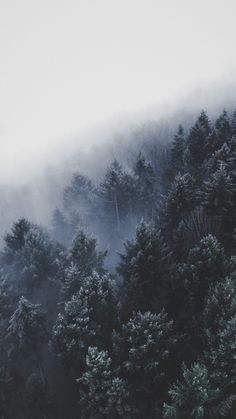 the trees are covered in thick fog and low clouds