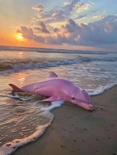 a pink dolphin laying on top of a sandy beach next to the ocean at sunset