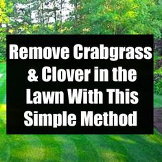 a lawn with the words remove crabgrasss and clover in the lawn with this simple method