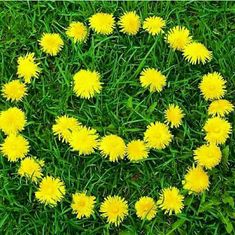 a circle made out of dandelions in the grass with words written on it