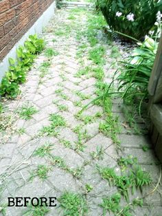 the grass is starting to grow on the sidewalk