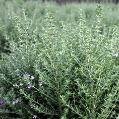 a bush with purple flowers and green leaves in the foreground, surrounded by other plants