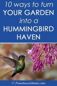 Attract Hummingbirds To Your Garden (10 Tips You Can Use In Your Yard) Attracting Hummingbirds, Hummingbird Food, Attract Hummingbirds, Animal Humor, Hummingbird Flowers, Hummingbird Feeder, Hummingbird Garden