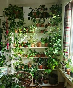 a room filled with lots of green plants and potted plants on the wall next to a window