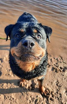 a black and brown dog standing on top of a sandy beach