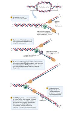 the diagram shows different stages of an animal's life cycle and how it works