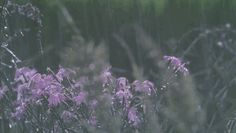 some purple flowers are in the grass and it's rain is pouring down on them