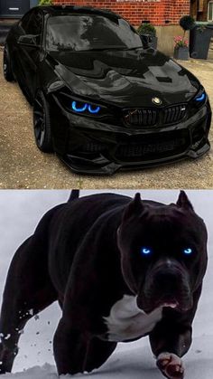 an image of a black car with blue eyes and the same color as it looks