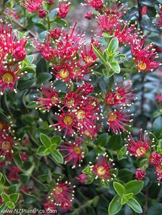 red flowers with green leaves in the background